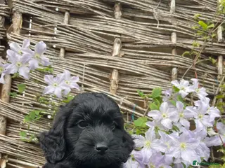 Cockapoo dogs F1 cockapoos boys ready now . - Advert 13