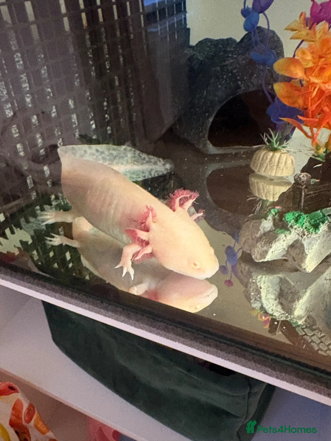 Axolotl reptiles for sale: Female golden and male wild - Advert 4