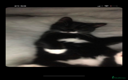 Domestic Shorthair cats for sale: FREE 2yr old male cat - Advert 2