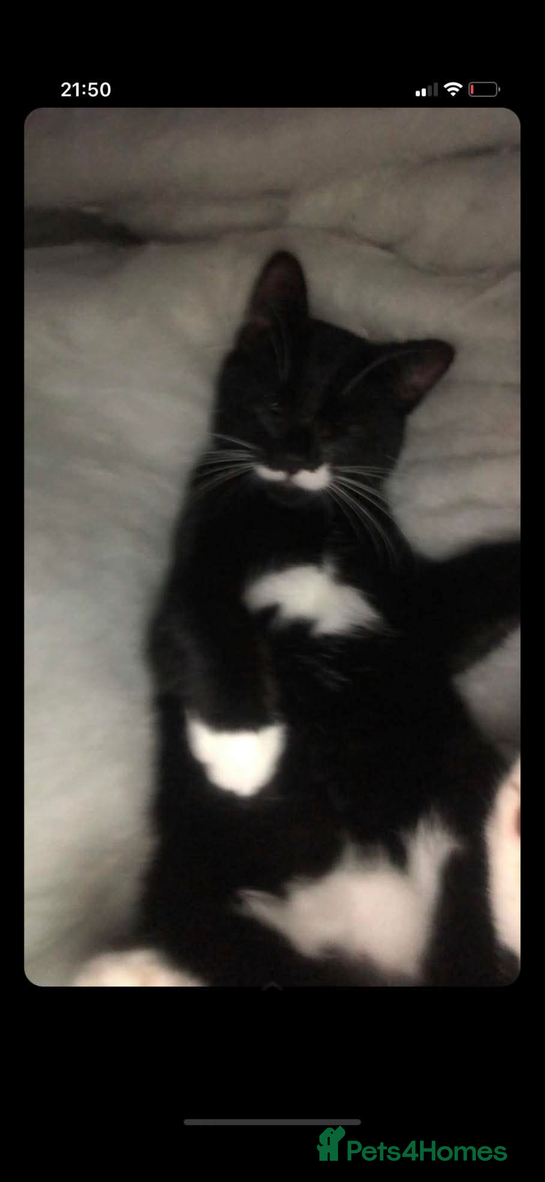 Domestic Shorthair cats for sale: FREE 2yr old male cat - Advert 2