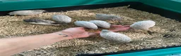 Quail poultry for sale: 5 Pairs of Adult Button Quail (pls read all info) - Advert 16