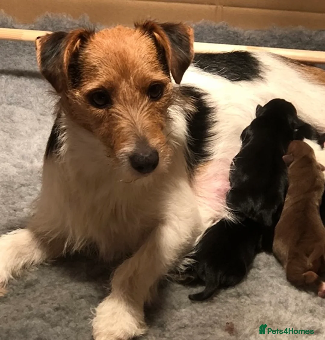 Jack Russell dogs for sale: Absolutely stunning litter of puppies in Uckfield - Advert 1