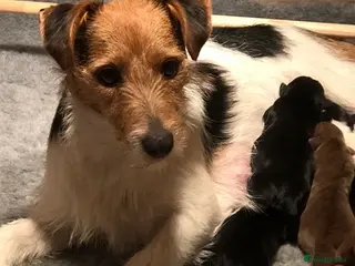 Jack Russell dogs Absolutely stunning litter of puppies in Uckfield - Advert 1
