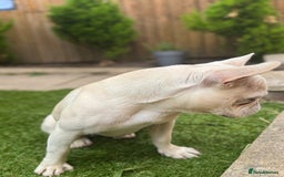 French Bulldog dogs for sale: French bulldog platinum female in Romford - Image 3