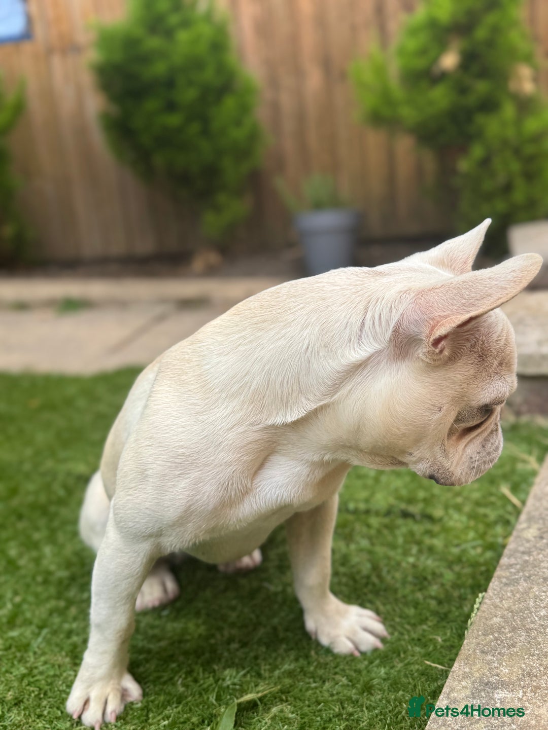 French Bulldog dogs for sale: French bulldog platinum female in Romford - Image 3