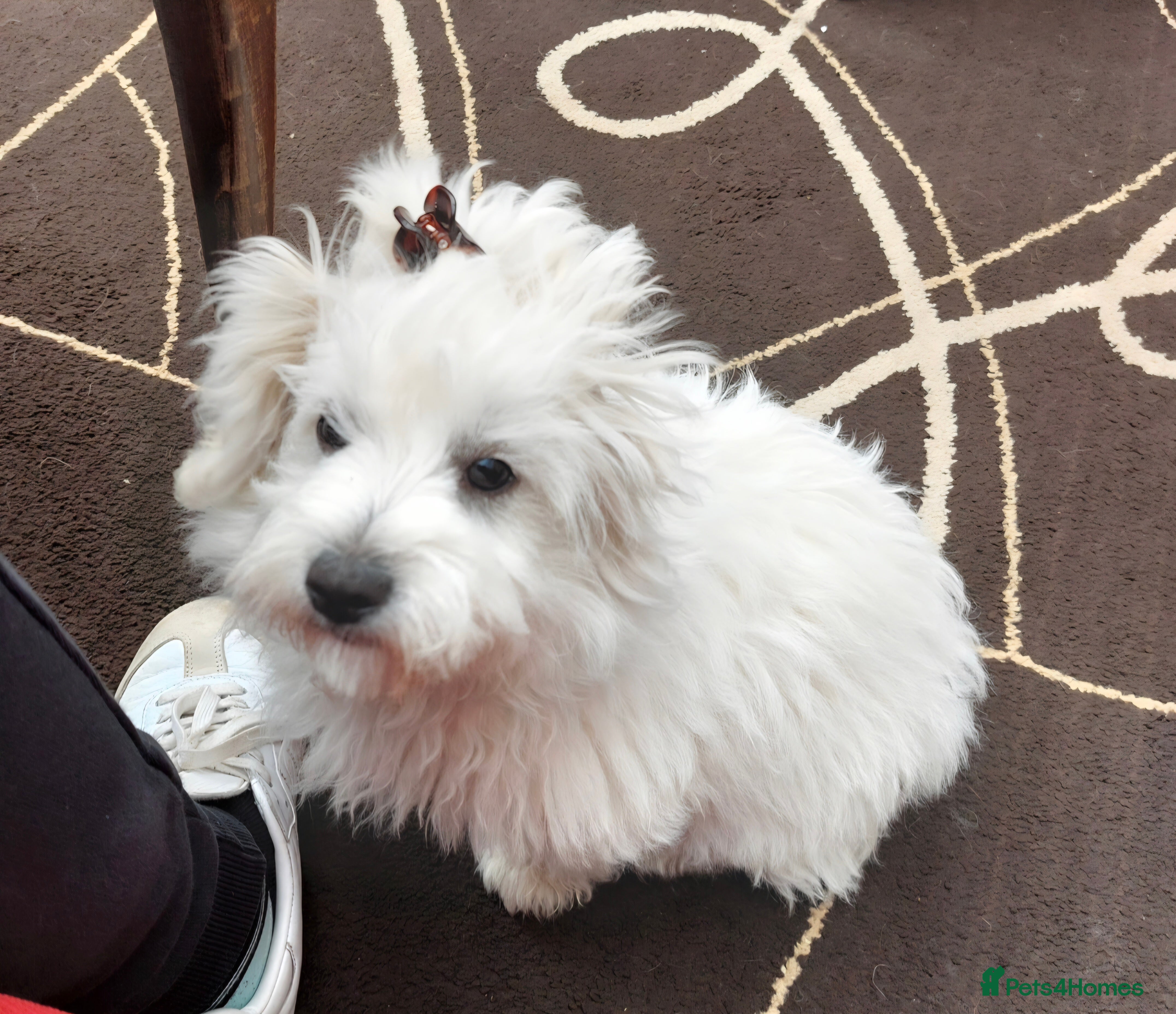 Maltipoo dogs F1B Maltipoo Girl | Tiny Toy | Hypoallergenic - Advert 1