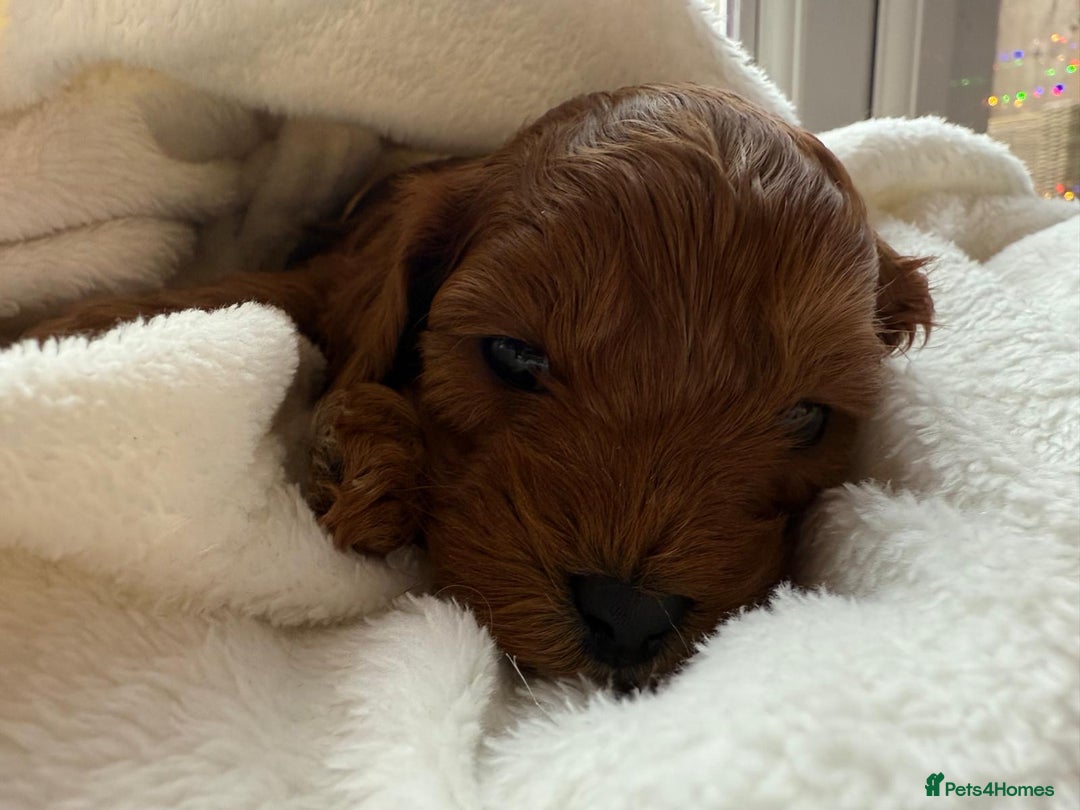 Cavapoo dogs for sale: Cavapoo puppies for sale - Advert 16