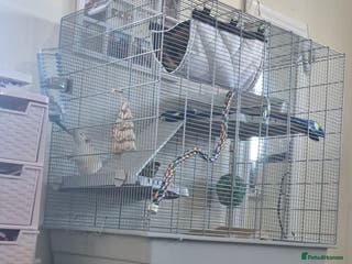 Rat rodents 2 male rats and cage - Advert 18