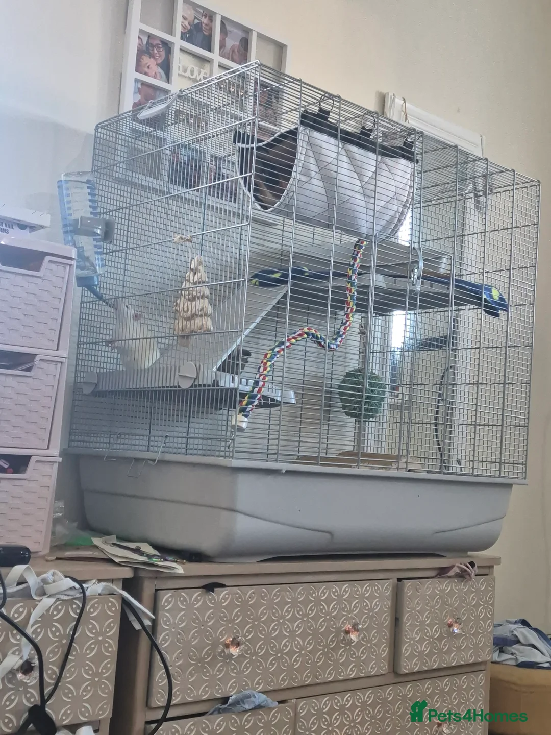 Rat rodents for sale: 2 male rats and cage - Advert 1