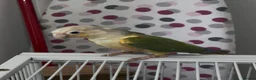 Conures birds for sale: Rare Colour Young Indian Ringneck Parrot & Conures - Advert 10