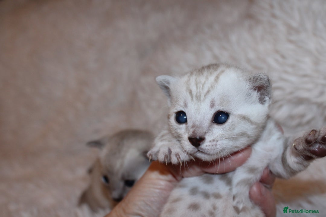 Bengal cats for sale: 😻🐈‍⬛OUTSTANDING PEDIGREE BENGAL 🐈‍⬛ 💯 - Image 14
