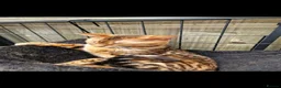 Bengal cats for sale: Beautiful Bengal Boy in Southampton - Advert 15
