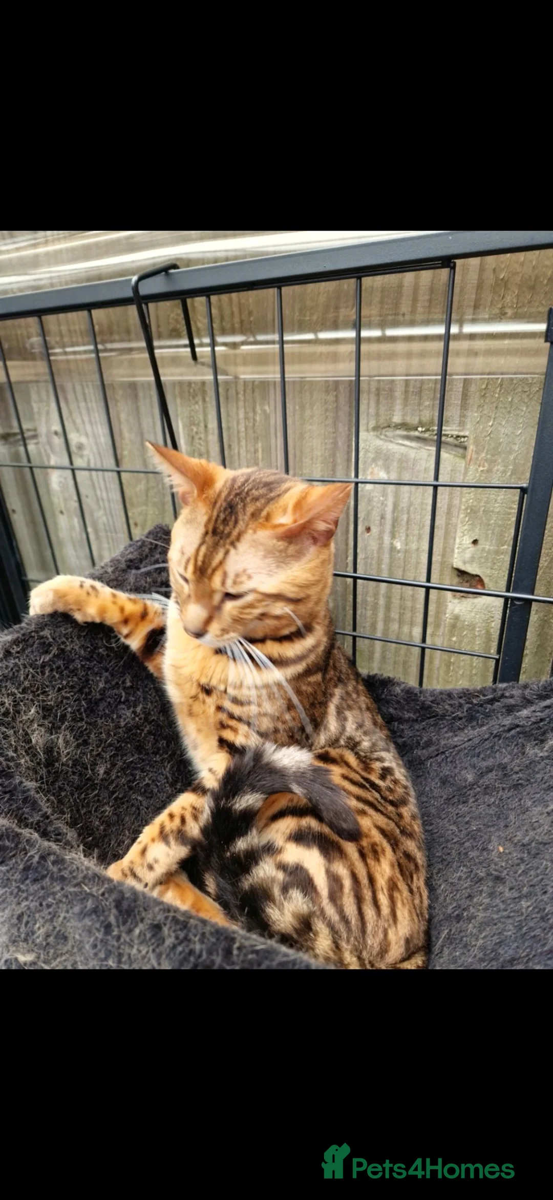 Bengal cats for sale: Beautiful Bengal Boy in Southampton - Advert 15