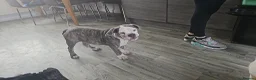 English Bulldog dogs for sale: Male bull dog  - Advert 5