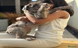 Mixed Breed dogs for sale: Massive Mastiff pups available  - Image 5