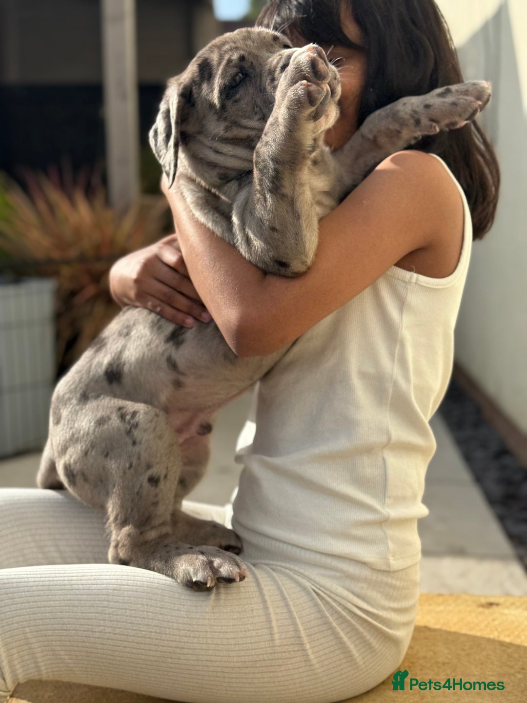 Mixed Breed dogs for sale: Massive Mastiff pups available  - Image 5