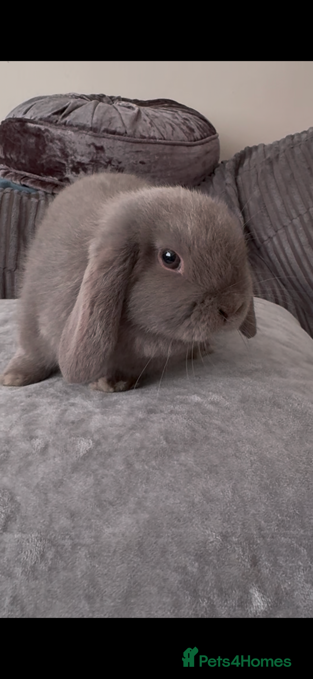 Mini Lop rabbits for sale: Mini lop female  - Advert 2