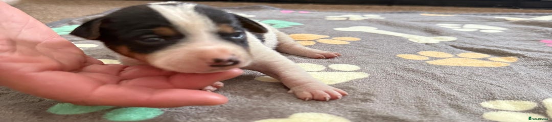 Jack Russell Puppy 1