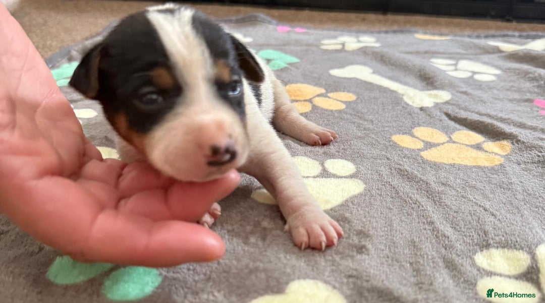 Jack Russell dogs for sale: Bred From Health Tested Parents - Image 29