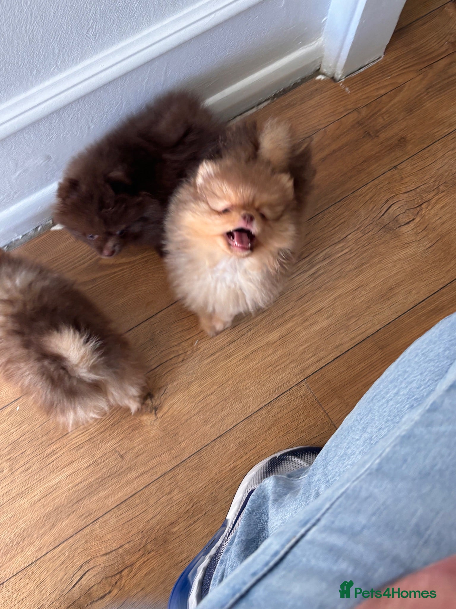 Pomeranian dogs Champion bloodlines Pomeranian  - Advert 2