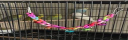 Budgerigars birds for sale: 🐦 BEAUTIFUL BUDGIES – READY FOR NEW HOMES 🐦 in Enfield - Advert 3