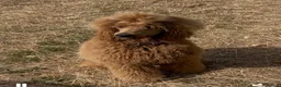 Standard Poodle dogs for sale: Exceptional Standard Poodle Puppies  - Advert 10