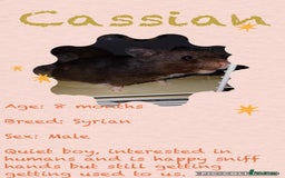 Hamster rodents for sale: Hamsters  - Image 6