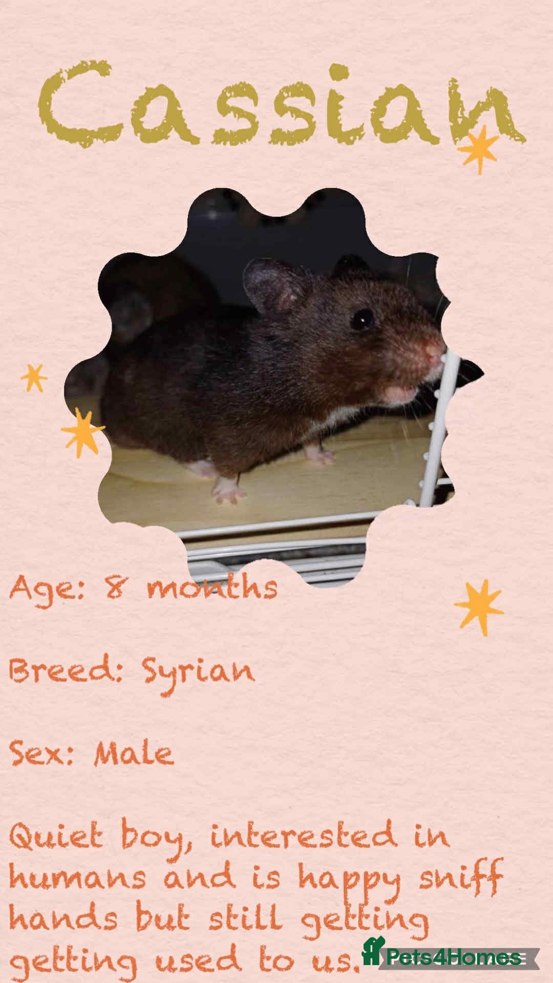 Hamster rodents for sale: Hamsters  - Image 6