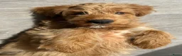 Mixed Breed dogs for sale: Tollerdoodle *last remaining Girl Available* Now - Advert 6