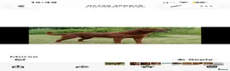 Labrador Retriever dogs for sale: Stunning fox Red Labrador pup - Advert 5