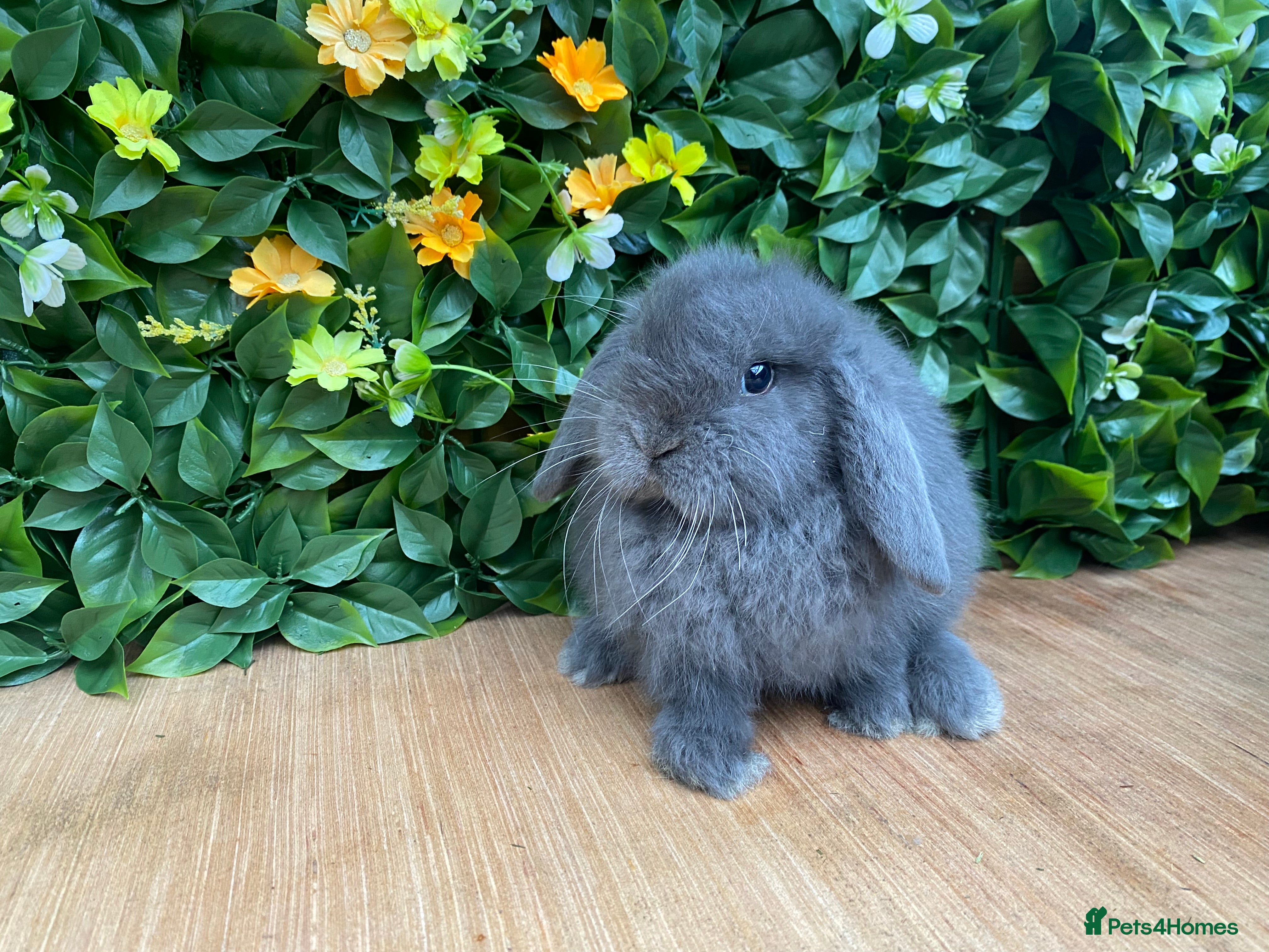 Mini Lop rabbits Mini lops ( Est since 2014 )ready 14th Feb  - Advert 6