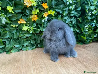 Mini Lop rabbits Mini lops ( Est since 2014 )ready 14th Feb - Advert 6