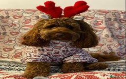 Miniature Poodle dogs for stud: Proven extensively health tested KC RED poodle in Swansea - Image 15