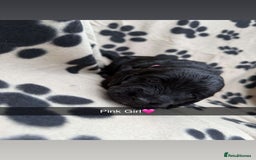 Cockapoo dogs for sale: Stunning F1B Cockerpoos - Image 5