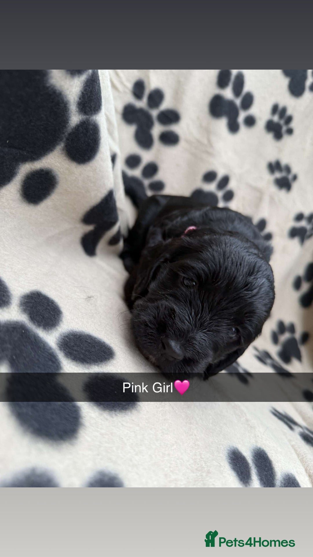 Cockapoo dogs for sale: Stunning F1B Cockerpoos - Image 5