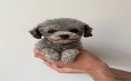 Toy Poodle dogs for stud: Smallest Silver Asian Micro Poodle In UK in Stevenage - Image 6