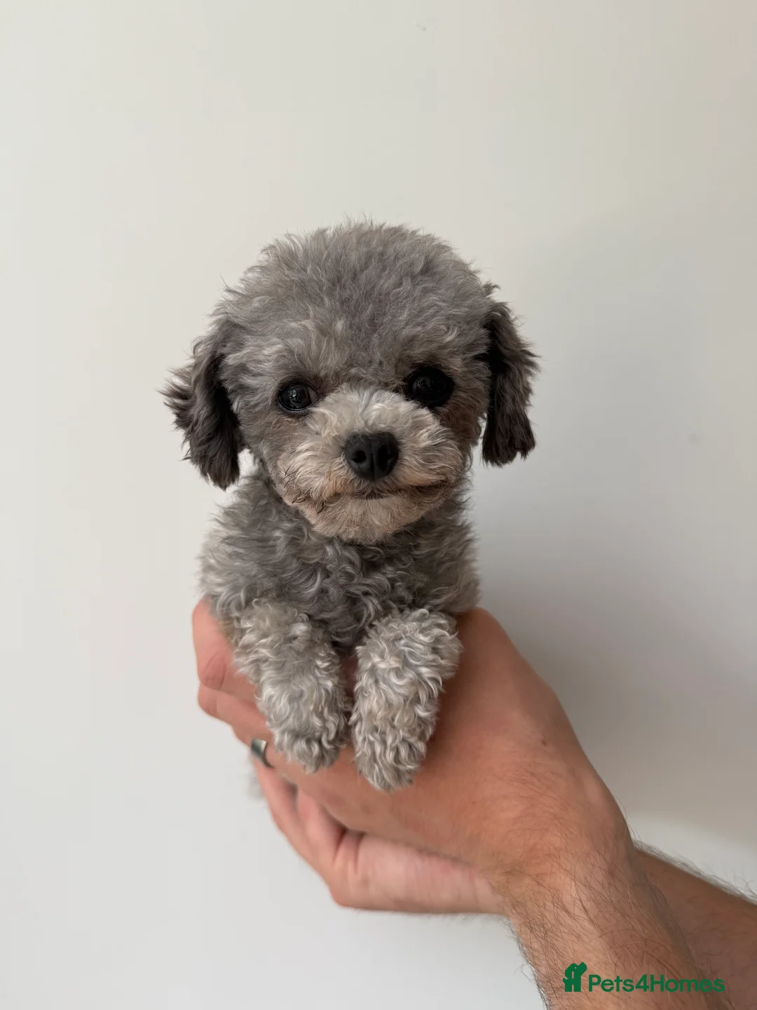 Toy Poodle dogs for stud: Smallest Silver Asian Micro Poodle In UK in Stevenage - Advert 7