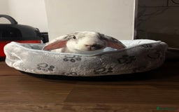 French Lop rabbits for sale: Gizmo and Della  - Image 9