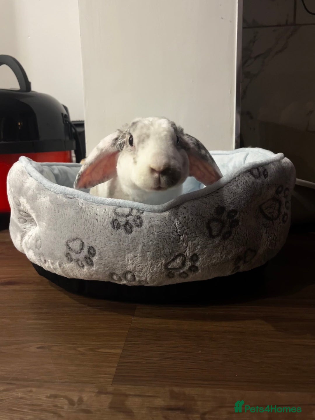 French Lop rabbits for sale: Gizmo and Della  - Image 9