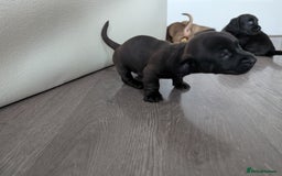 Dachshund dogs for sale: Dachshund x puppies male 2x long haired  - Image 12