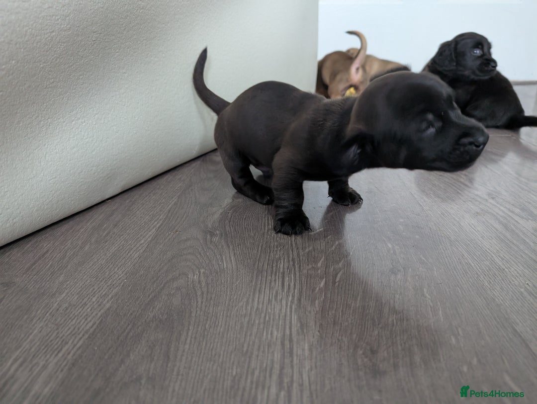 Dachshund dogs for sale: Dachshund x puppies male 2x long haired  - Image 12