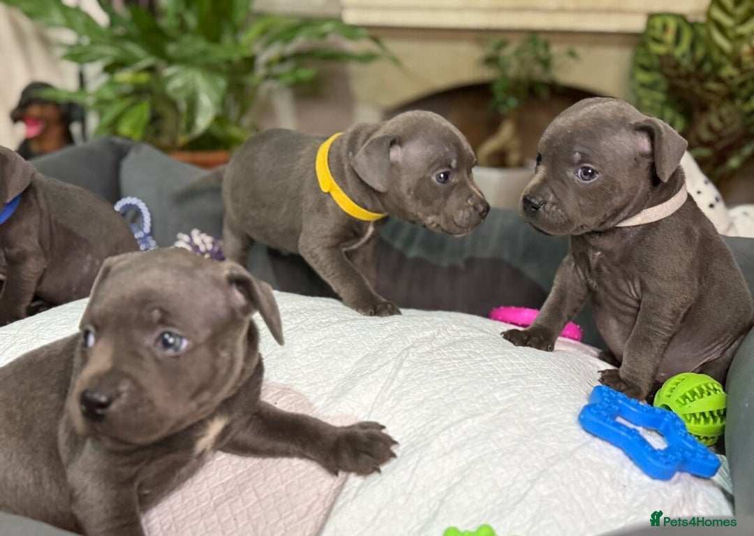 Staffordshire Bull Terrier dogs for sale: 🥰Beautiful Staffordshire puppies😍 - Advert 8