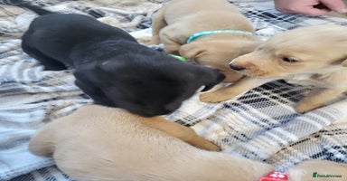 Labrador Retriever dogs KC registered labrador puppies - Advert 2