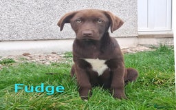 Borador dogs for sale: 2 Chocolate and White Boys available  - Image 7