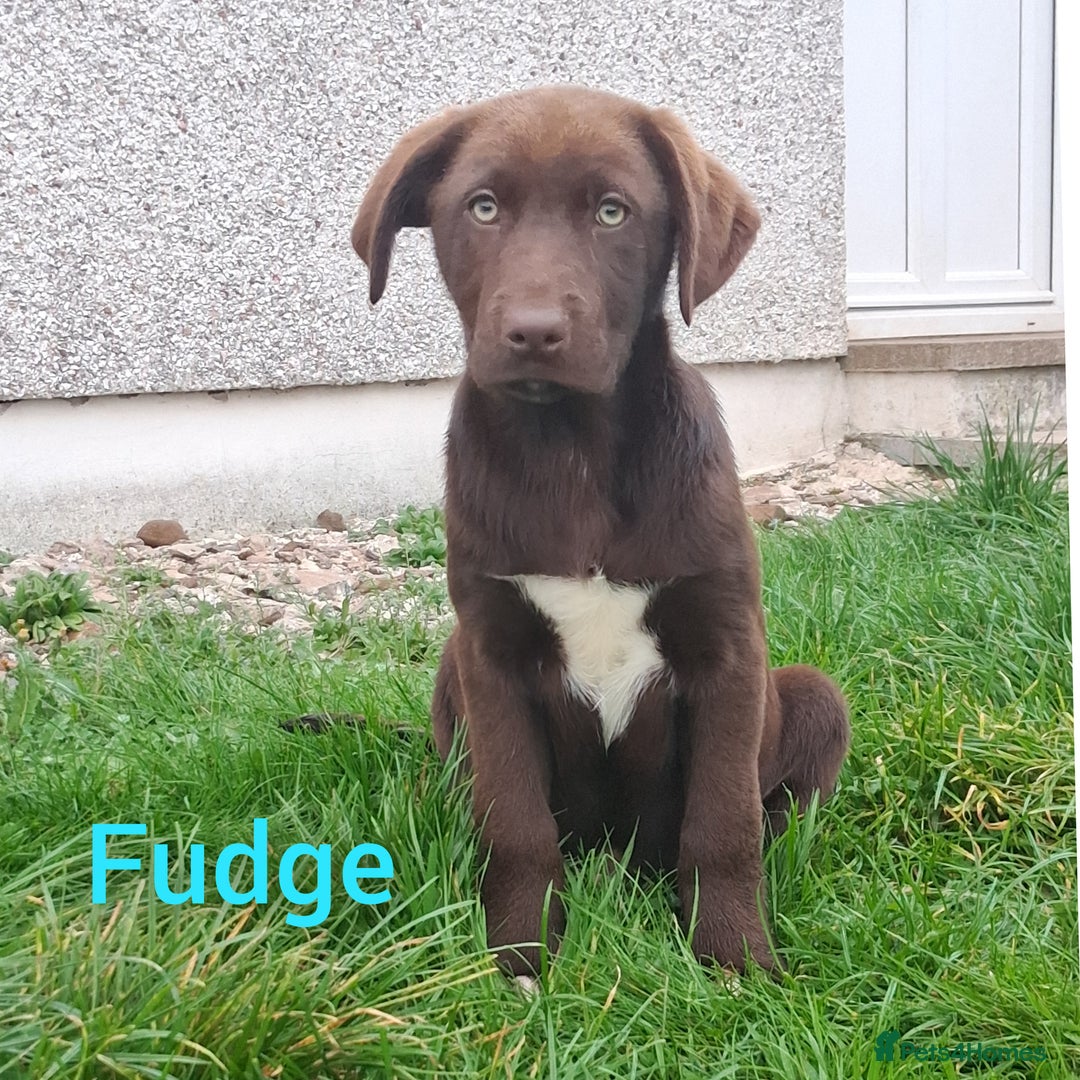Borador dogs for sale: 2 Chocolate and White Boys available  - Image 7
