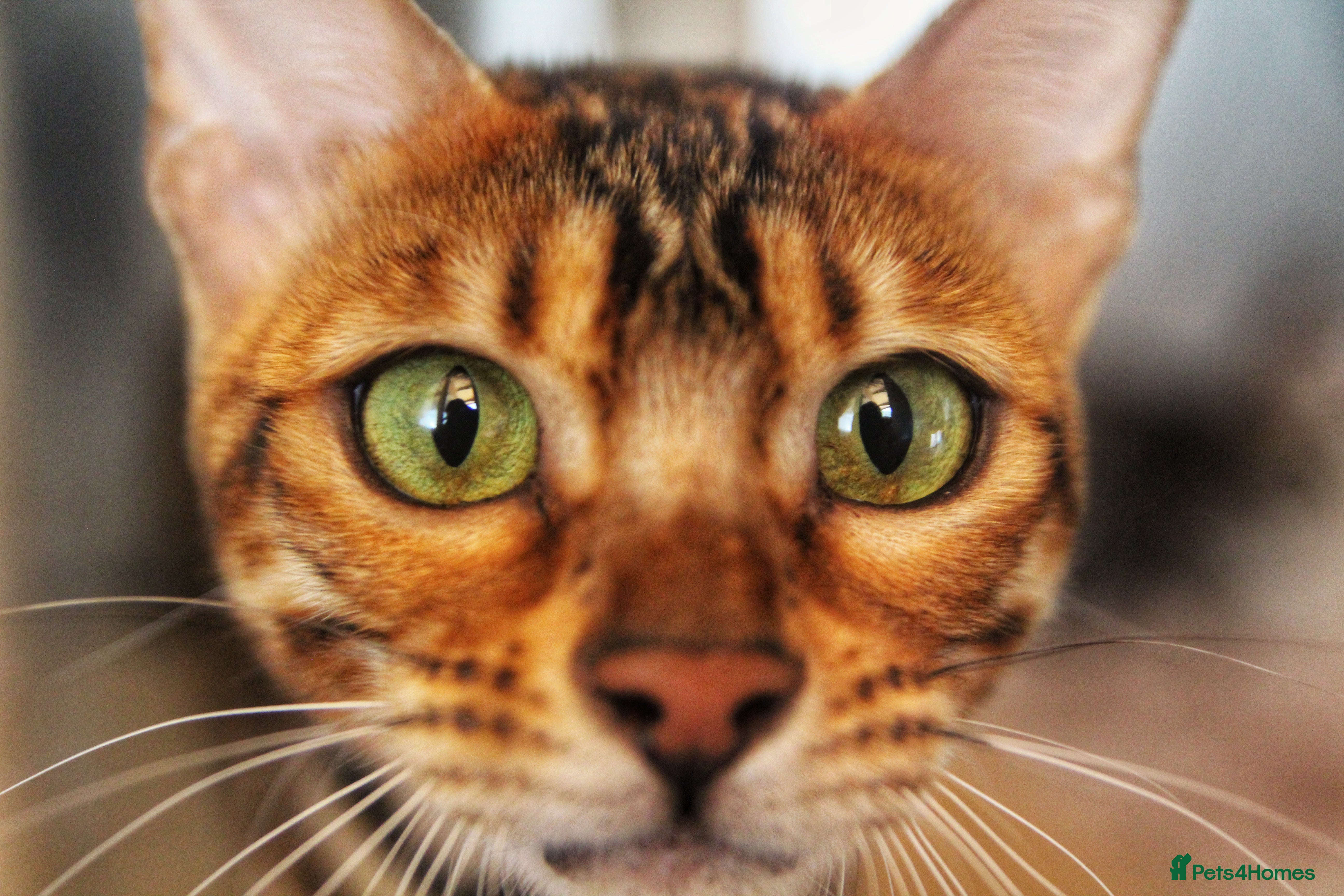 Bengal cats 🤎 STUNNING TICA ACTIVE FEMALE 🤎  - Advert 5