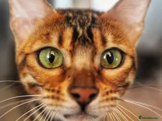 Bengal cats 🤎 STUNNING TICA ACTIVE FEMALE 🤎 - Advert 16