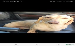 Miniature Dachshund dogs for stud: EXCEPTIONAL KC CREAM SMOOTH MINATURE DAXI STUD in Hinckley - Image 5