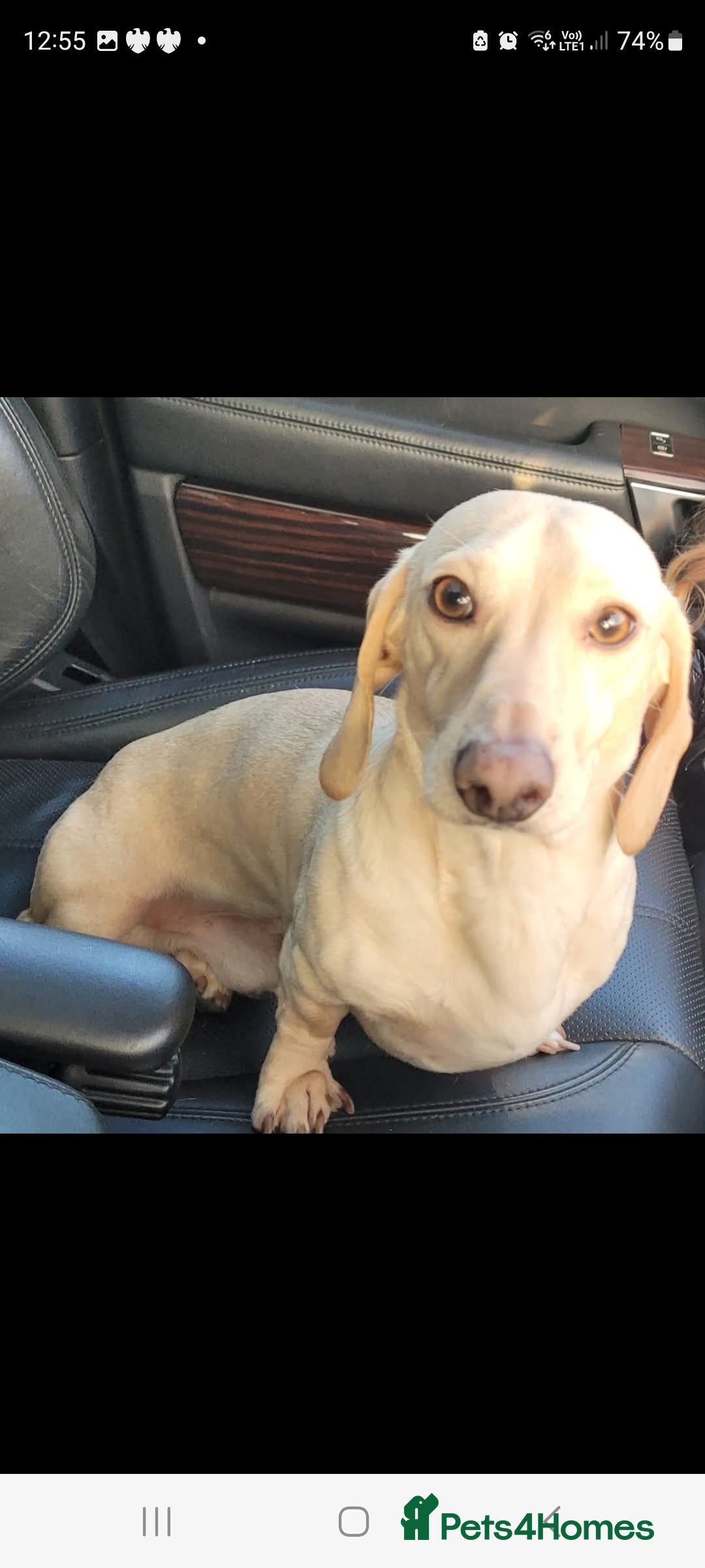 Miniature Dachshund dogs for stud: EXCEPTIONAL KC CREAM SMOOTH MINATURE DAXI STUD in Hinckley - Image 5