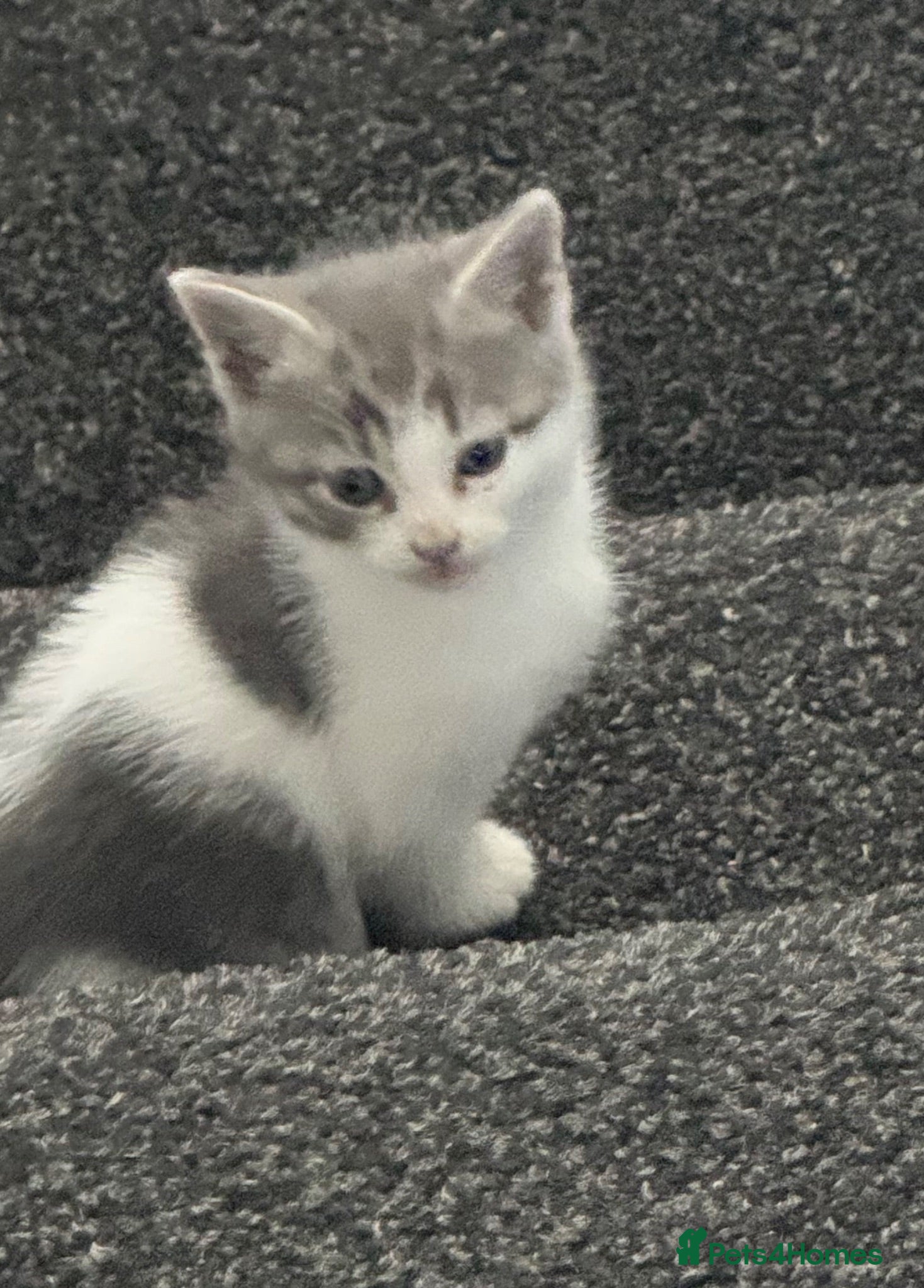 Mixed Breed cats 5 Beautiful Kittens for Sale - Advert 18